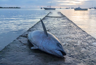 Keltaevätonnikala on nopea ja voimakas kala.